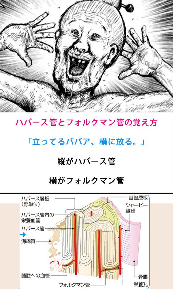 骨の構造西東京市東伏見 まる接骨院