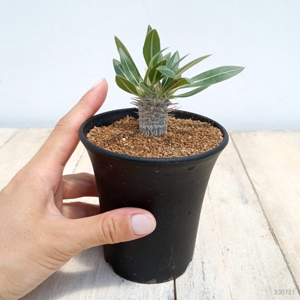 パキポディウム・伊藤ハイブリッド 一部斑入 10.5cm鉢 □カクタス長田