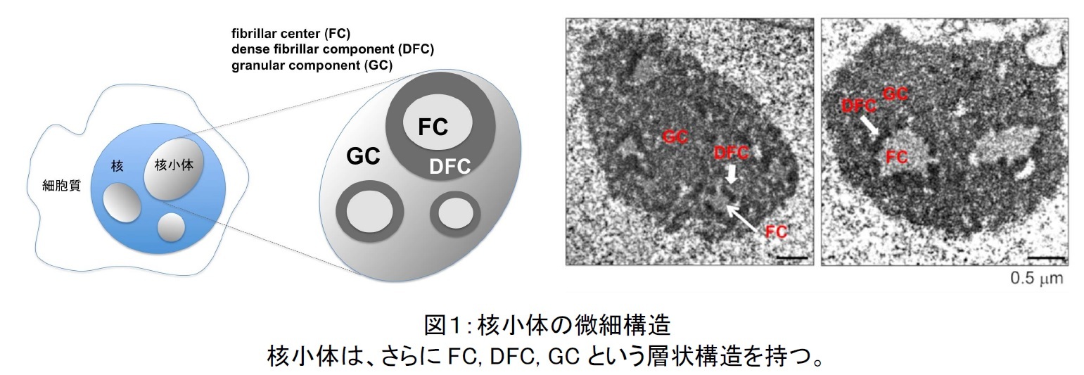プーチン氏は核のボタンを押すのか BBCモスクワ特派員が考える - BBCニュース