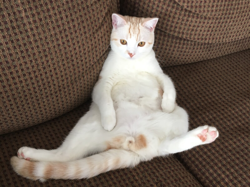 猫のかわいい「スコ座り」の真実？スコ座りの意味は病気や怪我が原因かも。気にかけておきたいポイントを紹介！とらまだ日和