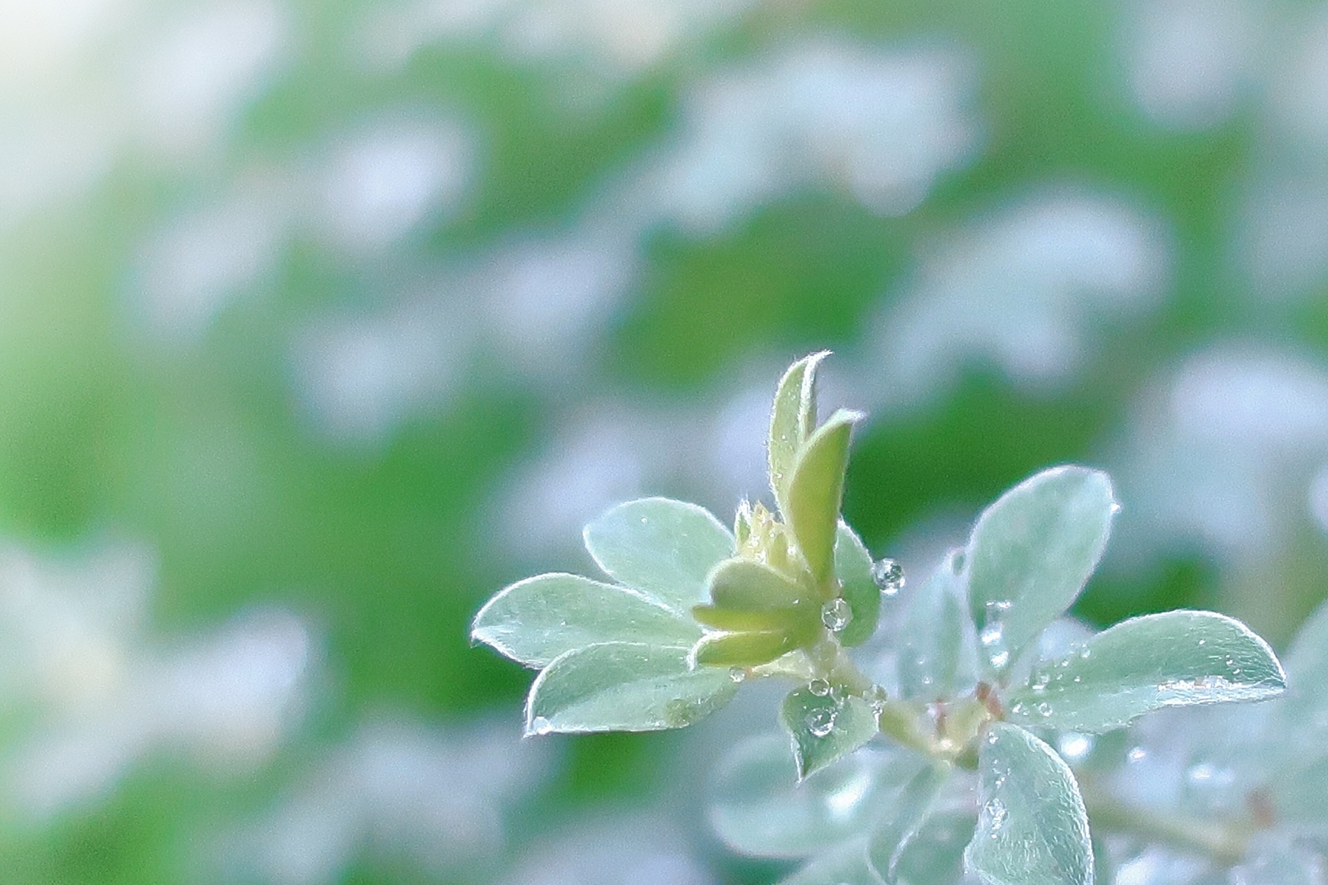 柔らかでしなやか♪ロータス・クレティクス