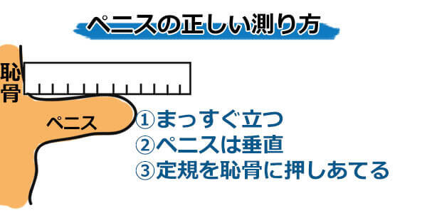 日本人ペニスの平均サイズと世界評価・女性が性交SEXに満足するちんこの大きさは？