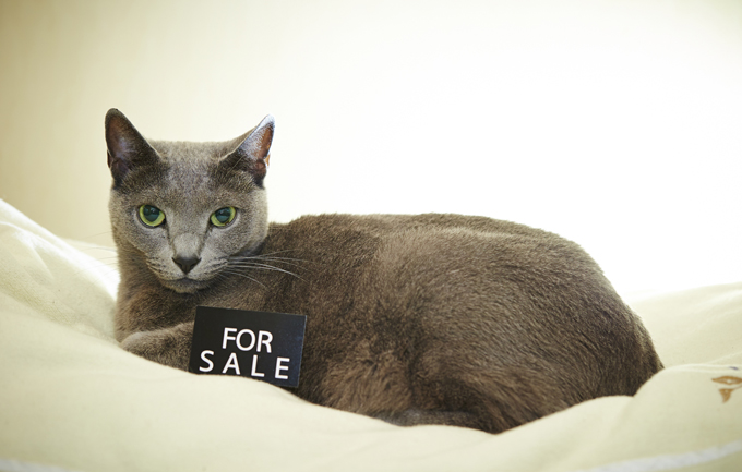 ペットショップ店員の仕事内容は？なる方法や必要資格、給料を紹介動物・海洋・ペット業界コラム