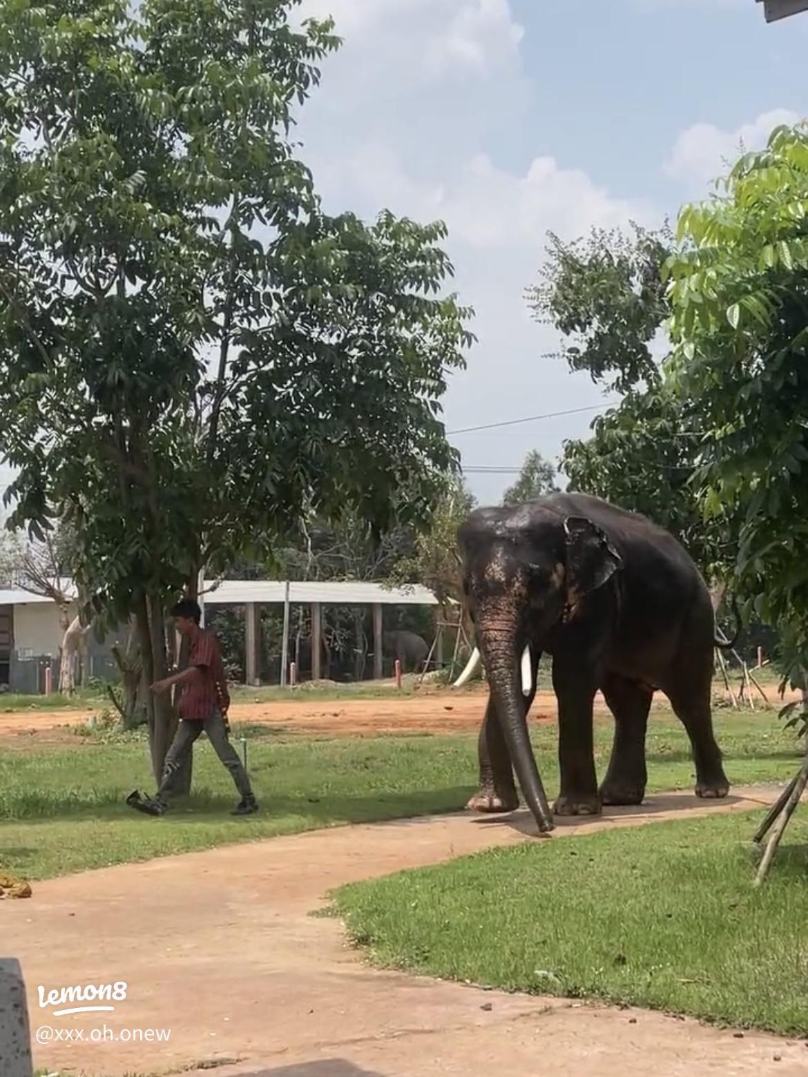 VECMA STUDIO SPACE2039シリーズ VP-01 マンモス 特大型運搬車 変形玩具 - マイルストン商品詳細