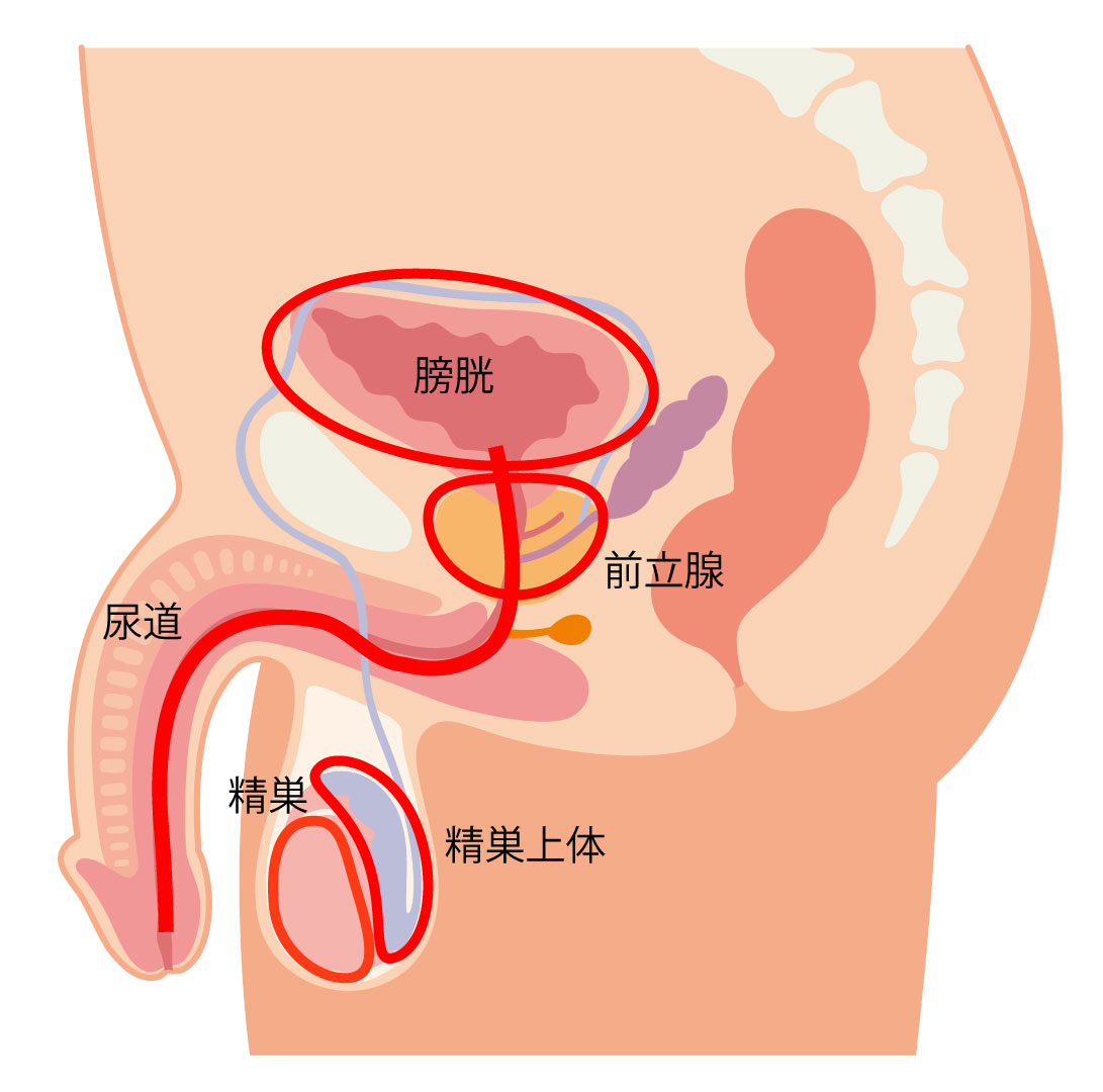 健康診断の前日は何に気を付ける？悪あがきをしても意味ない？｜西春内科・在宅クリニック