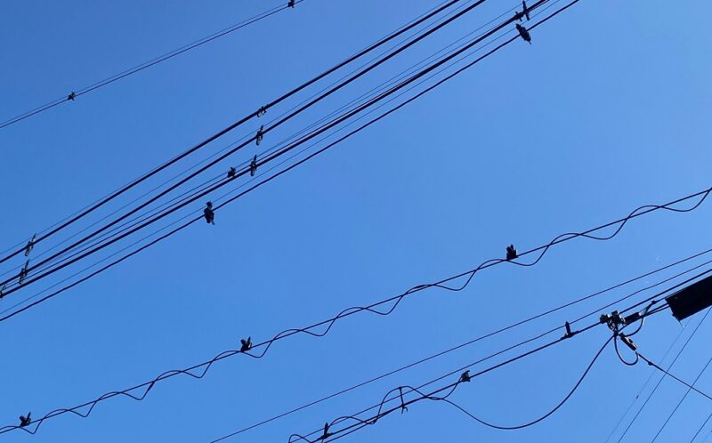 電柱に動かぬミミズク」住民も驚くその正体はおでかけトピック兵庫おでかけプラス神戸新聞NEXT