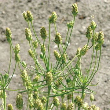 オオバコの種子 100g 無添加 車前子 しゃぜんし 薬膳茶 生薬 そのまま : 灯心堂漢方薬局Yahoo!ショップ - 通販 -Yahoo!ショッピング