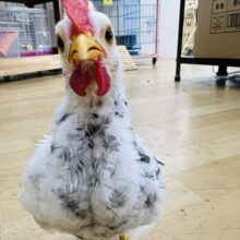 碁石チャボ食用有精卵、食用卵、卵5個