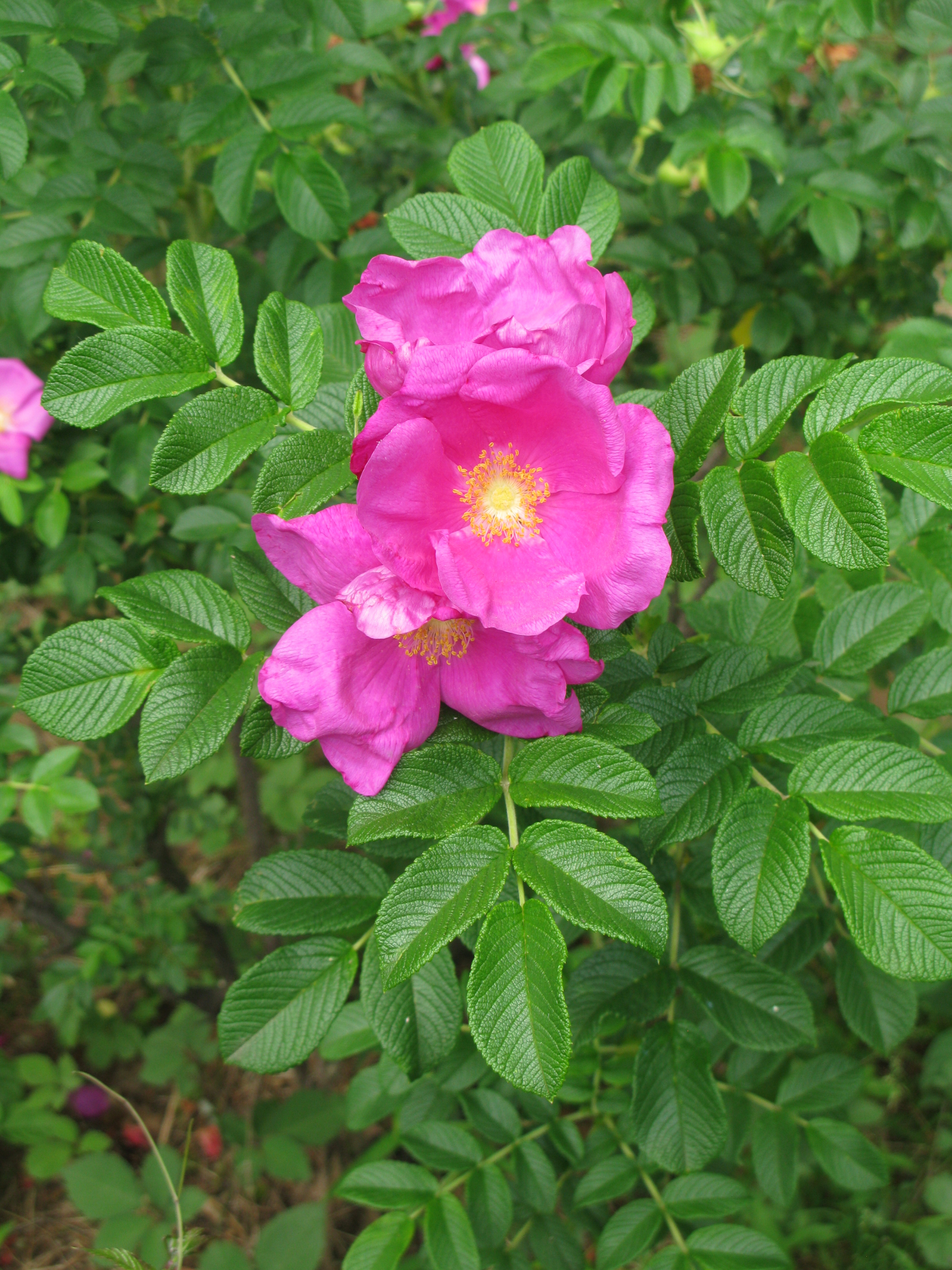 玖瑰花茶・玫瑰花茶（ローズティー・バラ茶・薔薇茶）［花茶／健康茶］