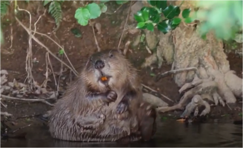 ビーバーの「ダム」で永久凍土が解凍、地球温暖化に影響も - CNN.co.jp