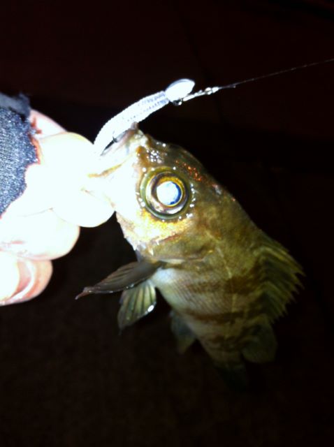 ゆなち💜🪽KOGYARU専属モデル💜. 最強にかわいすぎる❤️💛💚🖤 ▶︎ラスタカラーセットアップ ▶︎ラスタカラーしっぽキーホルダー▶︎シューズキーホルダー @blackpeach.drigal @yuuramomo7BLACKPEACHブラックピーチ天下無敵reggaeInstagram