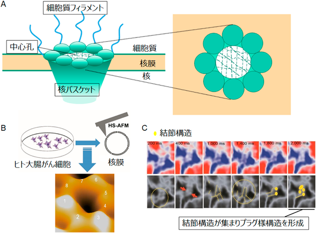 プレスリリース新たな細胞核の分裂様式とそのメカニズムを発見NICT-情報通信研究機構