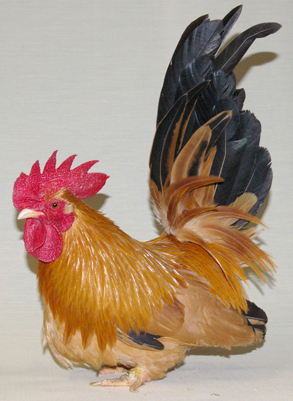 三色碁石矮鶏 チャボ 食用有精卵6個