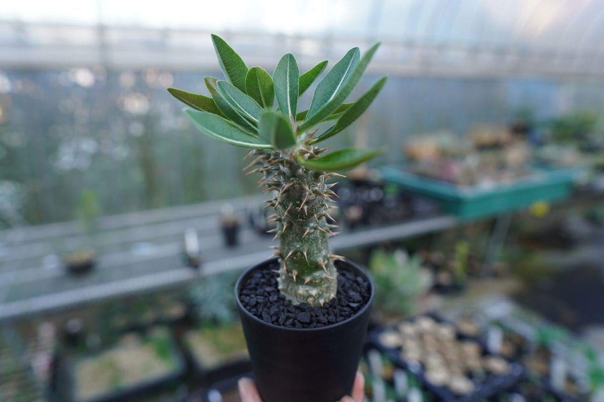 パキポディウム 伊藤ハイブリッド Pachypodium 'Itoh Hybrid'ma