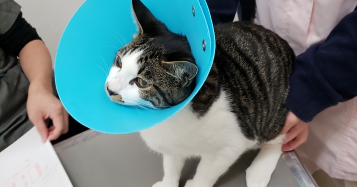 ペットショップスタッフ なり方・資格・仕事内容・年収など未来の職業研究東進の職業情報サイト