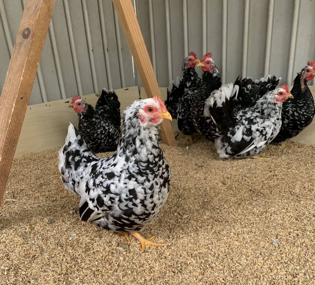 チャボ販売 チャボの中雛販売中2023年フリーター、ヤギを飼う