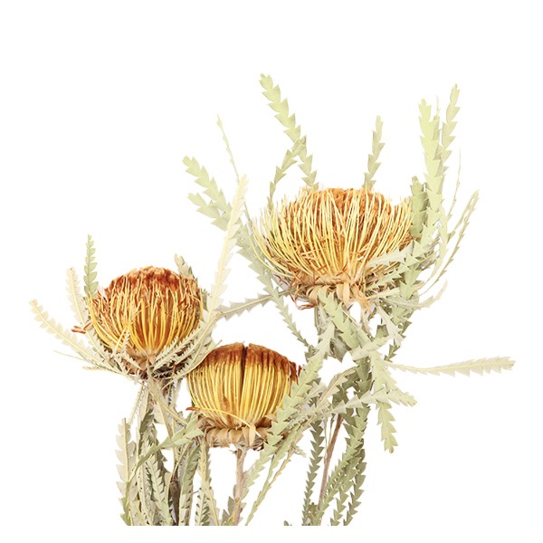 大きなダリアとナチュラルアジサイのドライフラワー花瓶花束ドライフラワーと、うつわと暮らし