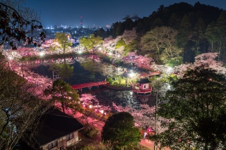 茂原お花見ガイド2024 | 【茂原市・長生郡】おでかけ観光情報|