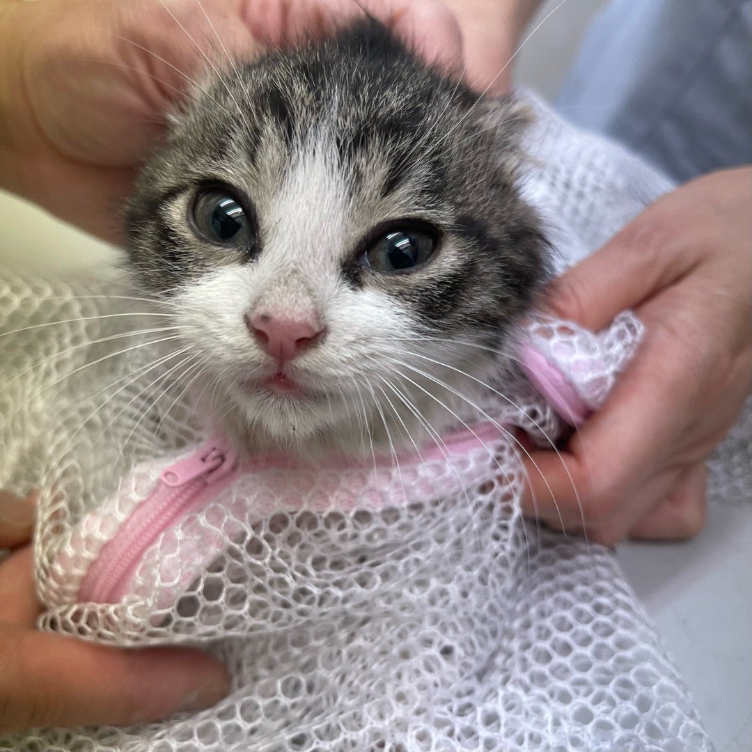 ロシアンブルー | ペットショップ マルワン 小さめ子犬