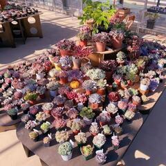 garage TOKYO@garage_livingwithplants_tokyo· Chiyoda-ku, Tokyo