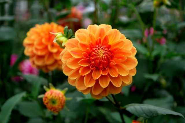 ダリアの花言葉｜色別や誕生花、名前の由来 | 観葉植物・お花の通販 AND