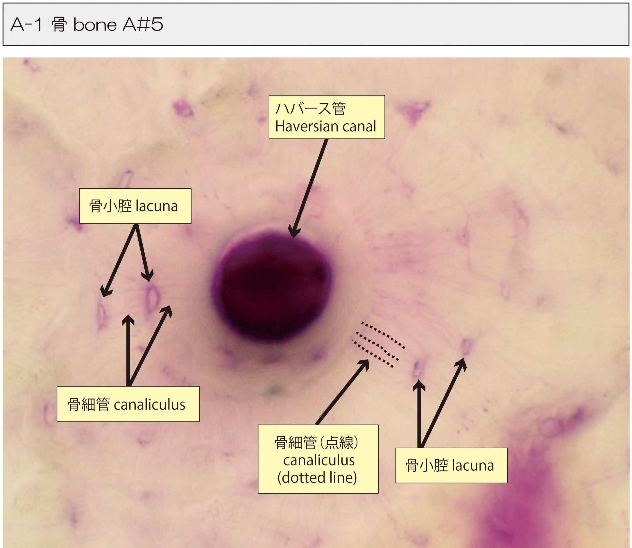 骨の構造パーソナルトレーナーのお勉強