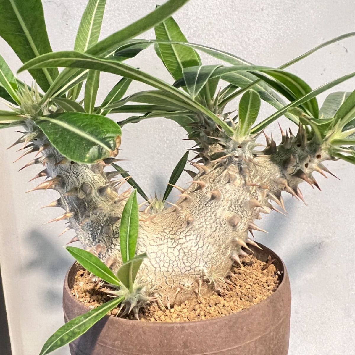 Pachypodium 'Itoh Hybrid' パキポディウム・伊藤ハイブリッドRIMO'S GREENSaboten &Succulent