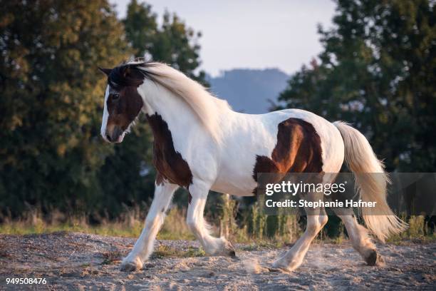 650点を超えるジプシーバナーのストックフォト、写真、そしてロイヤリティフリーの画像 - iStock