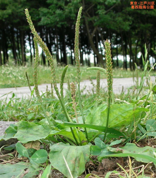生薬 車前子 シャゼンシの写真素材93060759- PIXTA