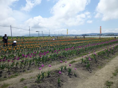 原種チューリップ『リトルビューティー』 | 仙台ごちゃ×２植物園