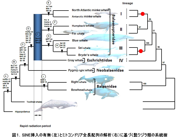 古代の捕食者の食性変化が気候変動への適応のヒントに An Ancient Predator's Shift in Diet Offers Clueson Surviving Climate Changeテック・アイ生命科学
