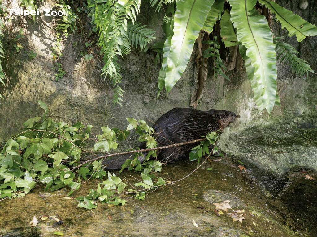 ビーバーが政府の代わりにダム建設！？7年停滞のプロジェクトが2億円節約へ - Tech Spark