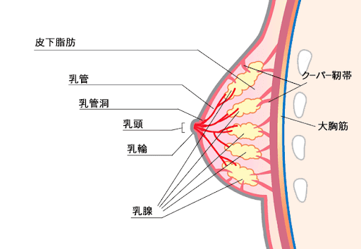 彼女をいかせるには5つの攻め方とコツがポイント！イカない原因と開発方法もご紹介 | Ray(レイ)