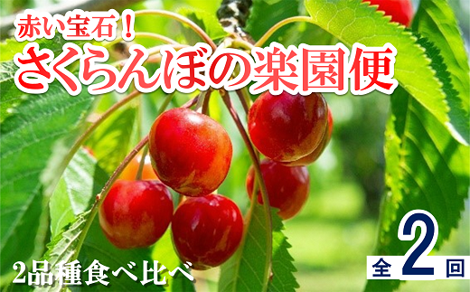 安城桜まつり 今が見ごろです🌸 令和6年4月9日（火曜日）まで