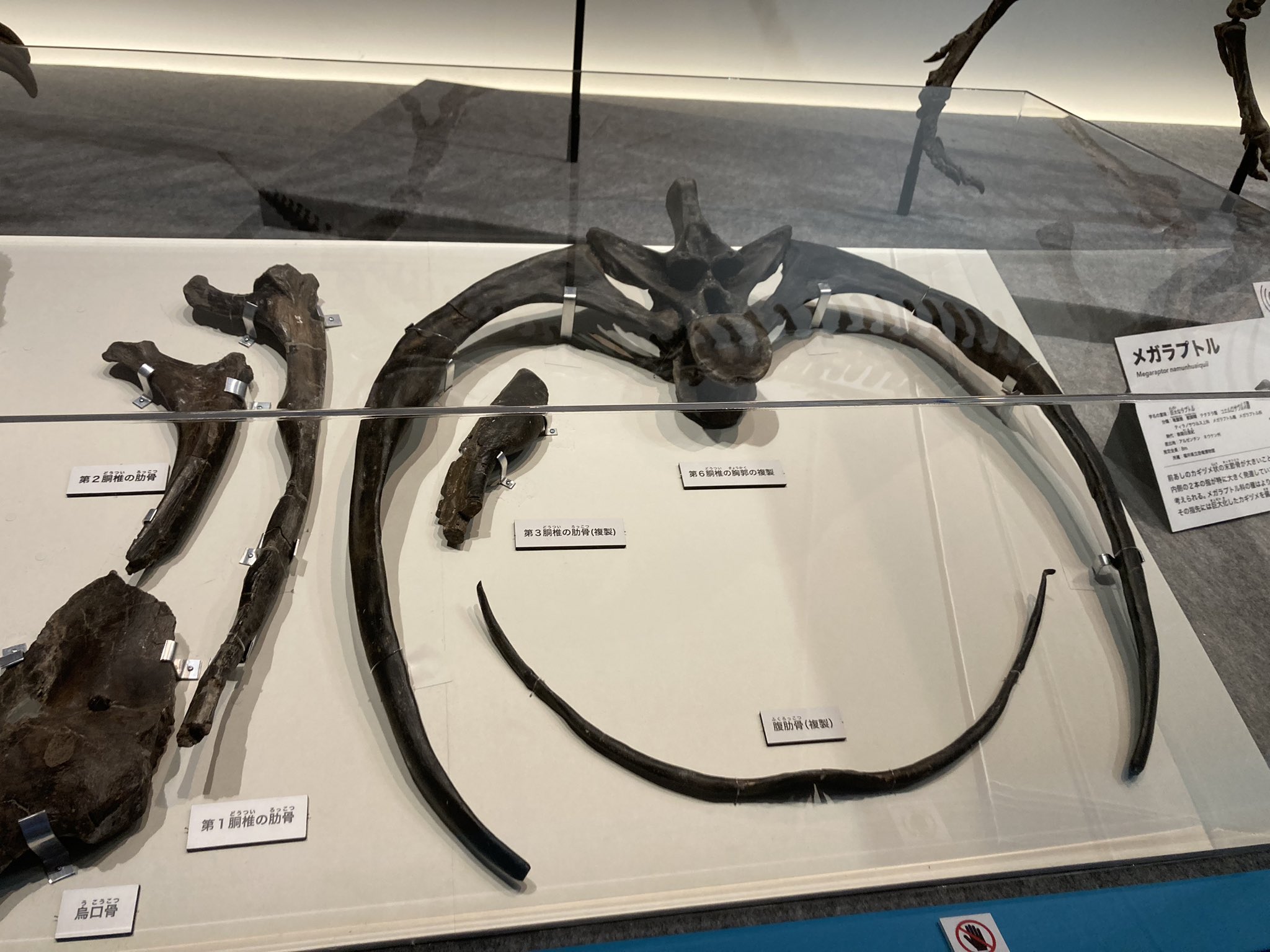 Amazon.co.jp: マイプマクロソラックス 3Dペーパーパズル ゴールド 67ピース : おもちゃ