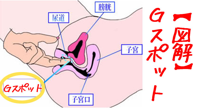 ポルチオとは？位置や開発方法、ポルチオセックスのやり方- 夜の保健室