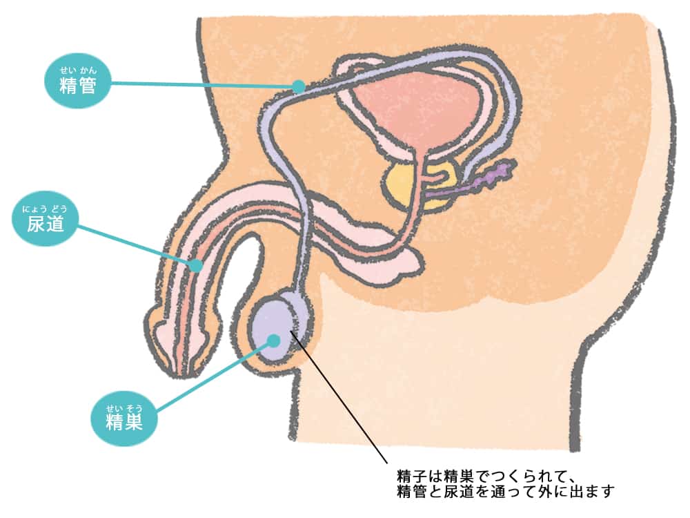 【した！してない！これから！？】夢精のこと色々掘り下げ確認【イケなかった相手への声がけアイデア談義も】