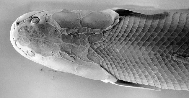 硬鱗 ・∀・アクア時々myLife～水槽のある生活～