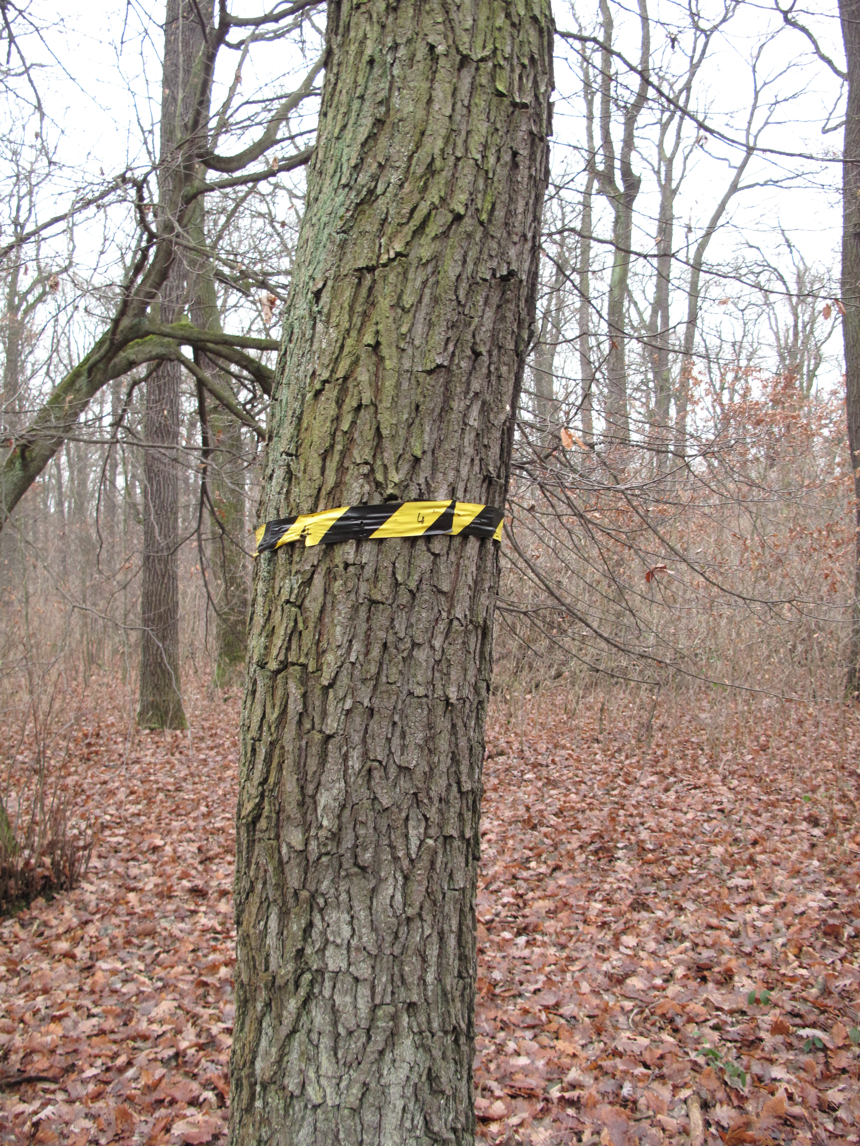 ポルトガル首都のケーブルカー脱線、3歳児救出 市民に事故の衝撃広がる - BBCニュース