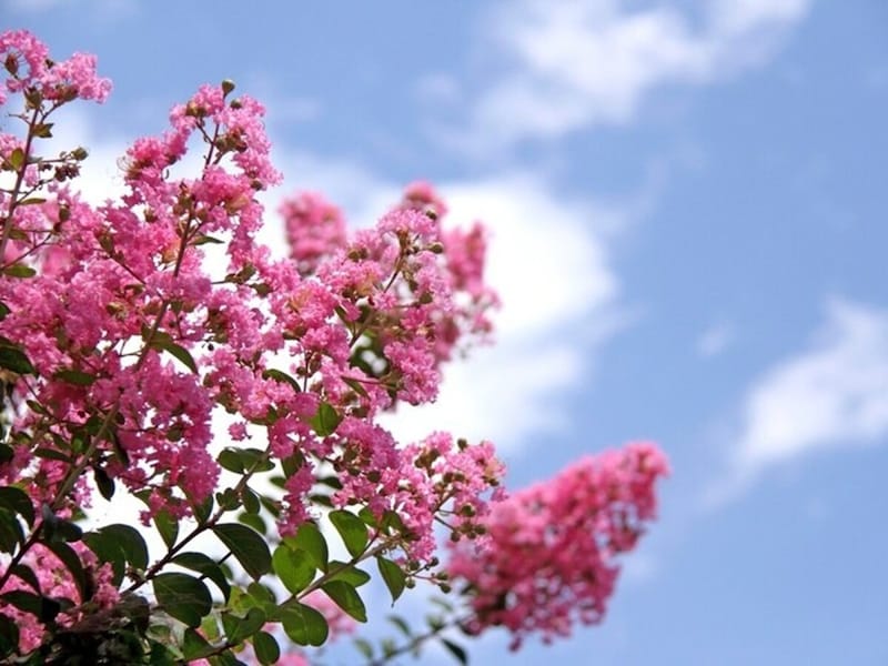 8月末時候の挨拶」は「残暑・処暑の候」 ビジネスメールの例文と結びの言葉Domani