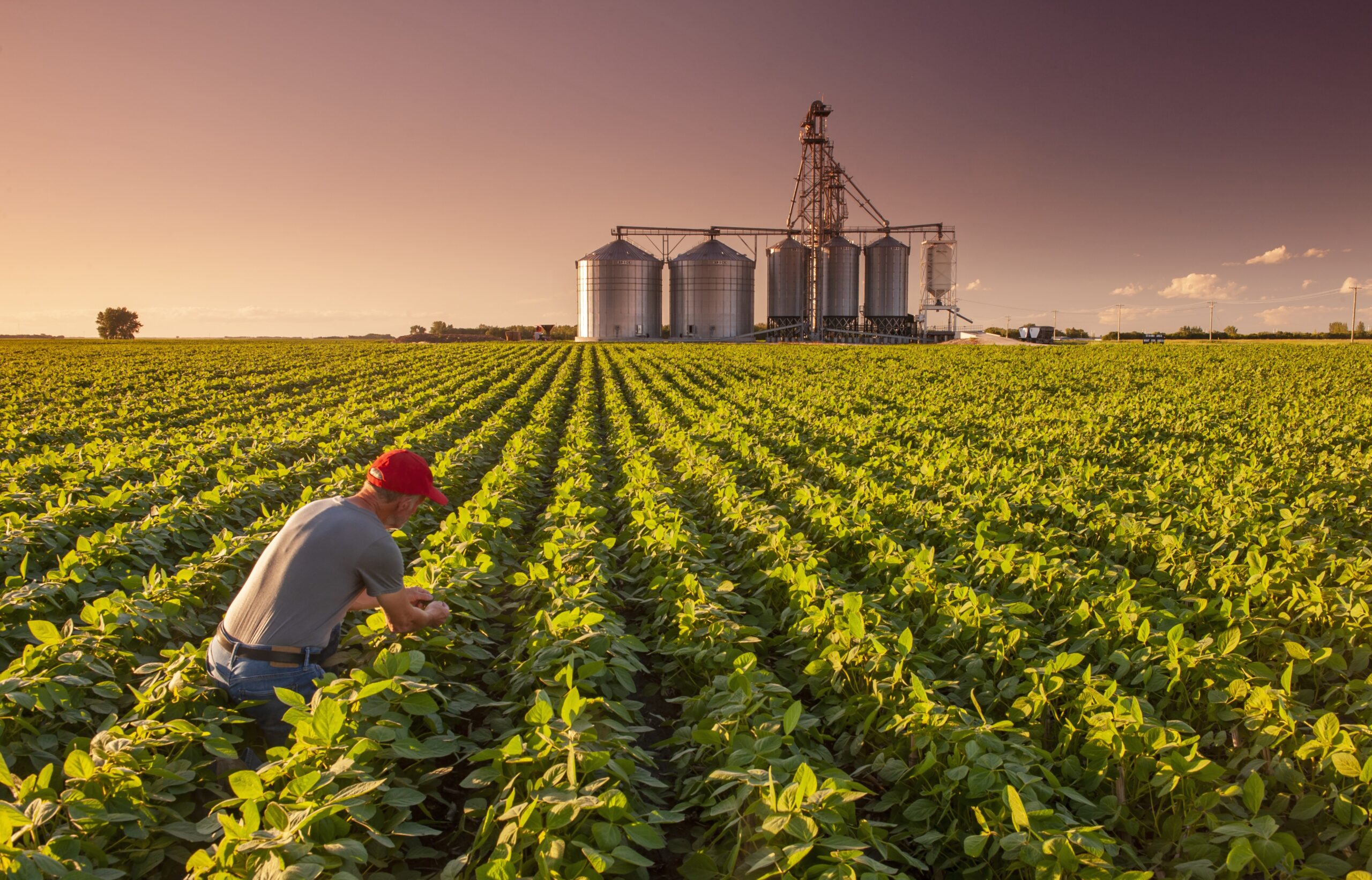 農と食の体験塾 大豆編2023 農家の大豆畑見学会