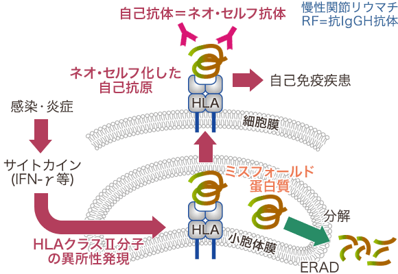 そもそも排卵ってなに？選ばれし卵子が飛び出すって何事？【自分の体を知ろう！プレコンセプションケア】 |  不妊治療・妊活のクリニック探し・情報収集ならあかほし（赤ちゃんが欲しい）