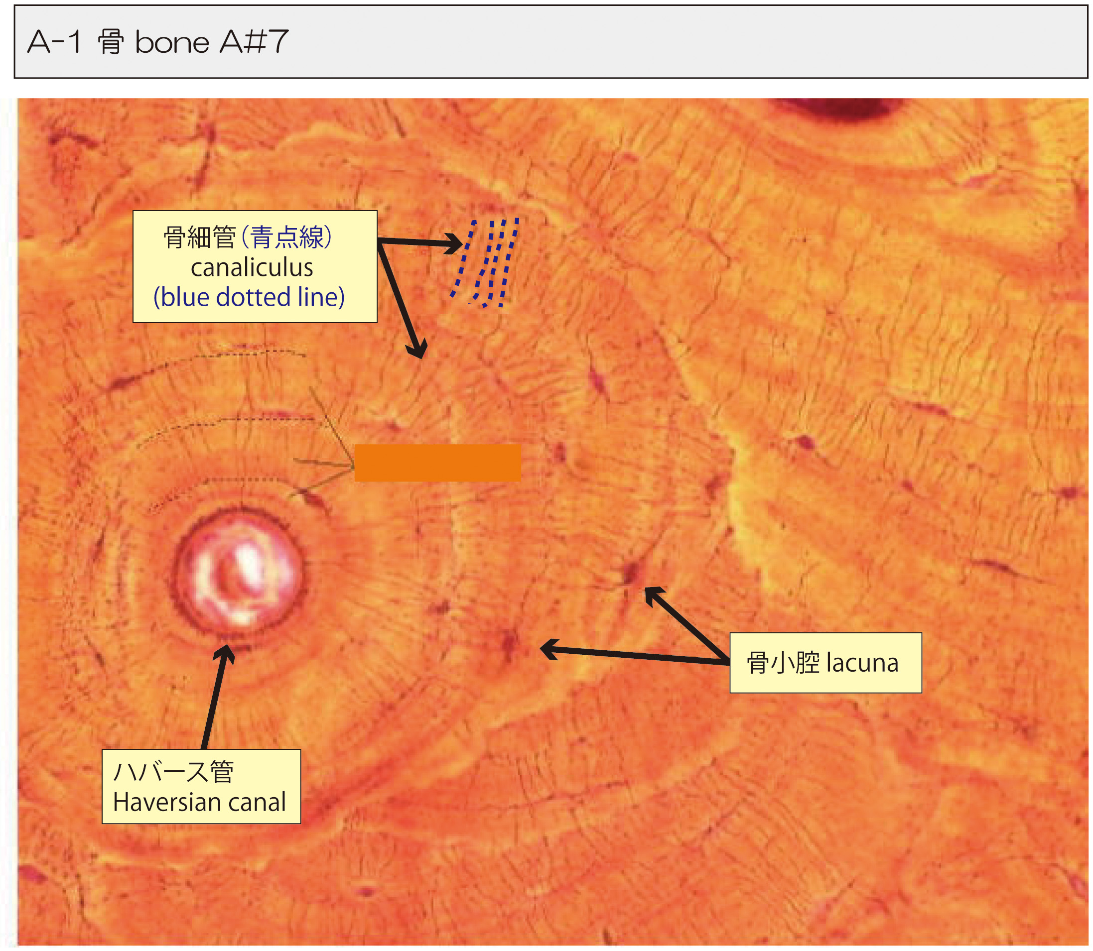古河電工あかがね倶楽部 講演録