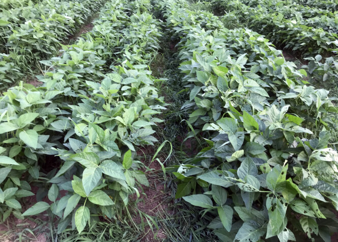 地域農業盛り上げ 黒大豆栽培に集中JA晴れの国岡山