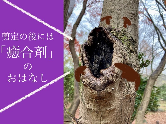 Amazon100g 樹木切り口保護剤 筆付き - 木の切り口に塗る薬、木 の 切り口 に 塗る、すべての樹木の剪定カット治癒および保護シーラー植物の接ぎ木、剪定、盆栽、切り傷、ペースト、塗抹樹木修復軟膏剤植物成長調整剤