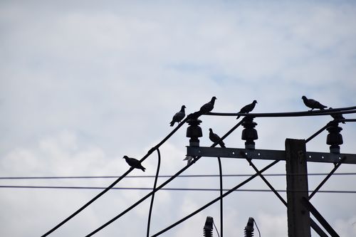 電線 鳥よけ 東京電力 東電の本気か！？電柱の鳥フン対策siglish@延べ床26坪総2階建てのお家