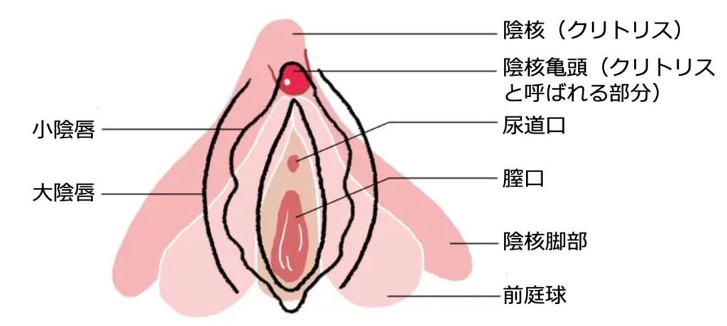 ほとんどの男子が知らない寝バックのやり方！抜けないコツも徹底解説｜駅ちか！風俗雑記帳