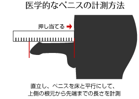 ペニスの平均サイズ | ネットのくすり屋さんコラム