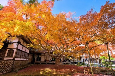 指輪が有名！新緑の雷山千如寺大悲王院に行ってきた アクセス方法も紹介今ここにいます
