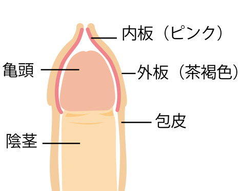 あの『ペニスの形』には意味があるの？ちんこの亀頭があの形の理由【ラブコスメ】